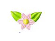 little-daisy