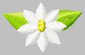 littledaisy