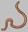 worm